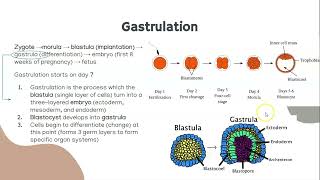 Gastrulation Notes [upl. by Oivatco]