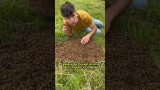 🐝Récupération d’un essaim d’abeilles au sol🐝 abeille bee apiculture ruche miel reine [upl. by Attecnoc]