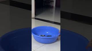 The intelligent monkey Luk voluntarily goes to do laundry cute animals family funny funnyvideo [upl. by Craddock]