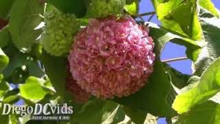 Dombeya wallichii Malvaceae pinkball pink ball tree tropical hydrangea [upl. by Werda]