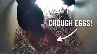 Chough Breeding Season The first clutch of eggs has arrived at Wildwood Trust 🐦‍⬛🥚 [upl. by Hsirt]