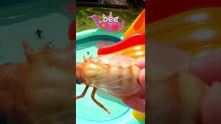 Waterslide Bug Fun  Learn Insect Names Praying Mantis Caterpillar Wasp Bee Millipede Ant [upl. by Anyalram]