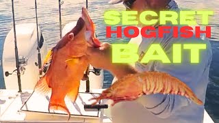 Secret Bait for Hogfish and other Fish [upl. by Armbruster]