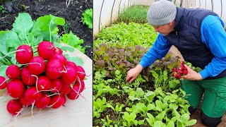 Garten im April  Radieschen und die Schnecken [upl. by Let528]