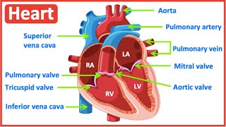 HEART ANATOMY in 3 MINUTES Memorize parts of the heart [upl. by Nataniel]