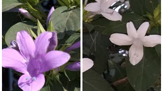 How to care Jhinti barleria cristata philiphin violet [upl. by Eras950]