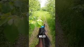 🐎 THINGS ENDURANCE RIDERS SAY ✨🎬11✨ gopro  horse enduranceride endurancehorse trailride [upl. by Ettenwahs]