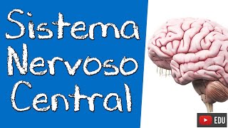 NEUROANATOMIA DO SISTEMA NERVOSO CENTRAL SNC  Rogério Souza 1 [upl. by Hoisch]