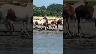 Shoreline Symphony Wild Horse Ballet in Nature shorts Chincoteague assateague [upl. by Orenid203]