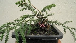 Araucaria heterophylla [upl. by Oidiple]