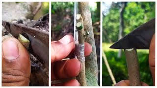 Easy grafting training  Bonsai Trees [upl. by Goraud387]