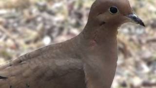 Mourning Dove  HD MiniDocumentary [upl. by Diver]