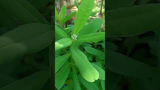 Butterfly plantcrotalaria plantkilukkiplantcrotalariaplantgardeningplantsnatureshorts [upl. by Acenes]