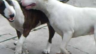 Bull Terrier Fight [upl. by Annyrb]