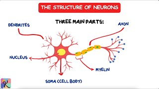 Neurons and Action Potentials The Brain’s Electric Symphony [upl. by Latsryc]