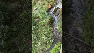 Mountain White Mintnatural kaghanvally Spring water pakistan bhoonjavally [upl. by Nodla]