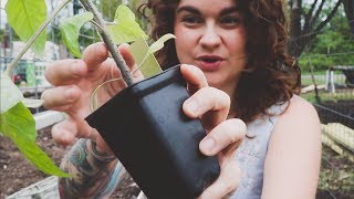 How to Plant Tomatoes the Best Way  Gardening Advice and Tips  Roots and Refuge Farm [upl. by Miltie]