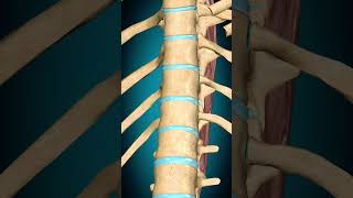 Spinalis thoracis muscle action Vertebral column Extension muscle anatomy [upl. by Ducan140]