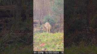 Hungry Coyote nationalforest wildlife [upl. by Icrad]