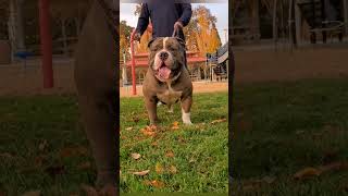 Olde English Bulldogge Lowkey is now 15 years old [upl. by Ojyllek650]