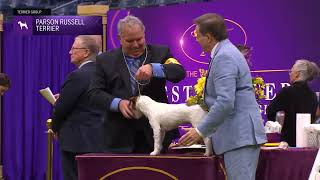 Parson Russell Terriers  Breed Judging 2024 [upl. by Gaillard]