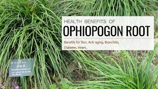 Can This Root REALLY Heal Your Body Ophiopogon Benefits and Side Effects [upl. by Ibor23]