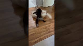 Maine Coon vs Golden Retriever Jiu Jitsu Round 1 mainecoon goldenretriever animallovervideos [upl. by Neiviv]