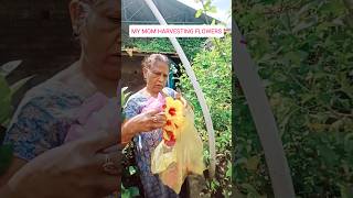 MY MOM HARVESTING FLOWERS gardening roofgardening flowers colourfulflowers [upl. by Ecnerual]