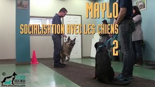 Maylo  Socialisation avec les chiens 2 [upl. by Ohara]