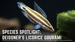 Species Spotlight  Deissners Licorice Gourami  How to Care for and Breed Parosphromenus Deissneri [upl. by Kraul251]