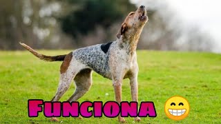 🐶 Sonidos para Perros para que Aullen 🐕 GARANTIZADO Haz que tu Perrito Aulle [upl. by Marybeth]