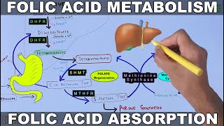 Folic Acid Metabolism  Folate Cycle [upl. by Vashtee236]