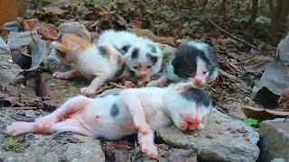 Kittens crying because her brother was Losing his Breath And No One Cared [upl. by Allen]