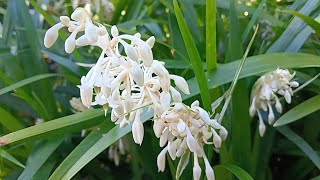 Ophiopogon Japonicus [upl. by Fernyak367]