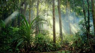 Indonesian Rainforest Soundscape 1 hour [upl. by Elman]