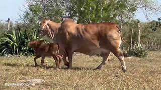 Pedregal Shantel 107 Gran Campeona Brahman Rojo 2022 Xmatkuil Yucatan Mexico [upl. by Leahciam]