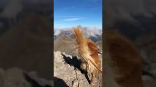 Reaching the top of Pocaterra Ridge with Butch dog  Kananaskis Alberta [upl. by Kcirre]