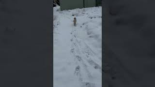 Jasper frolicking in the snow  Shoshoni Yoga Retreat [upl. by Kwapong62]