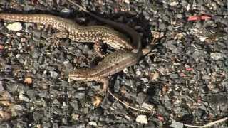 LEZARD des MuraillesAccouplementPodarcis muralis  BRUITX [upl. by Bussey]