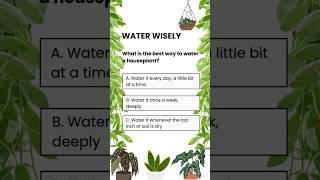 When To Water Plants wateringplants water plants plantcare [upl. by Acinnor]