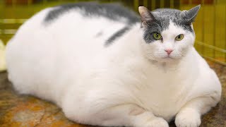 10 Unbelievable FAT Animals [upl. by Nannie]