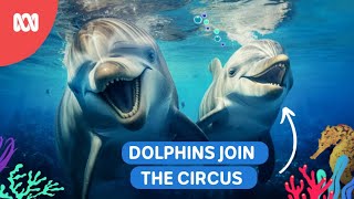 Dolphins join the circus  Reef School Stories [upl. by Seppala59]