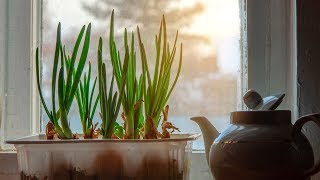 How to Grow Scallions or Green Onions Indoors [upl. by Thier612]