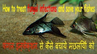 How to remove fungus from fish in hindiCotton wool disease in hindi [upl. by Lener579]