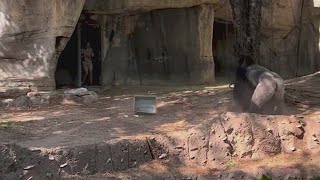 Wild viral video shows zookeepers trying to hide from silverback gorilla at Fort Worth zoo [upl. by Larson459]