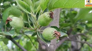 Gibberellic acid are very important fruit setting and Fruit Russeting [upl. by Adnilem729]