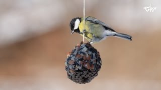 Fuglefodring Sådan laver du fuglenes yndlingsfedtkugle [upl. by Ilise]