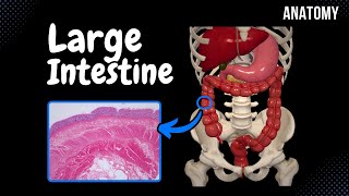 Histology of Jejunum [upl. by Adnalra]