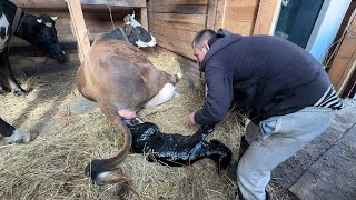 Кого родила корова Как такое могло произойти У нас пополнение Жизнь простых людей в деревне [upl. by Culliton904]