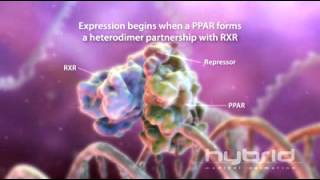 Peroxisome proliferator Activated Receptor [upl. by Anatolio]